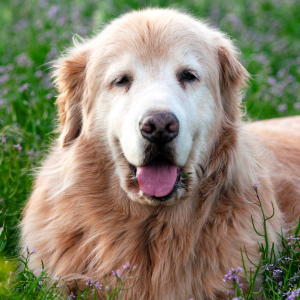 portrait of a golden retriever in the middle of a wild flower field in Broomfield Colorado